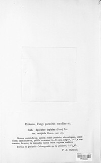Epichloe typhina image